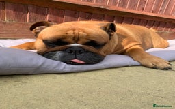 English Bulldog dogs for sale: English bulldog - Image 7