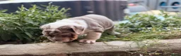 English Bulldog dogs for sale: Rare mini english bulldogs  - Advert 23