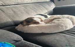 Jack Russell dogs for sale: Jack Russell pups  - Image 9