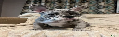 French Bulldog Puppy 1