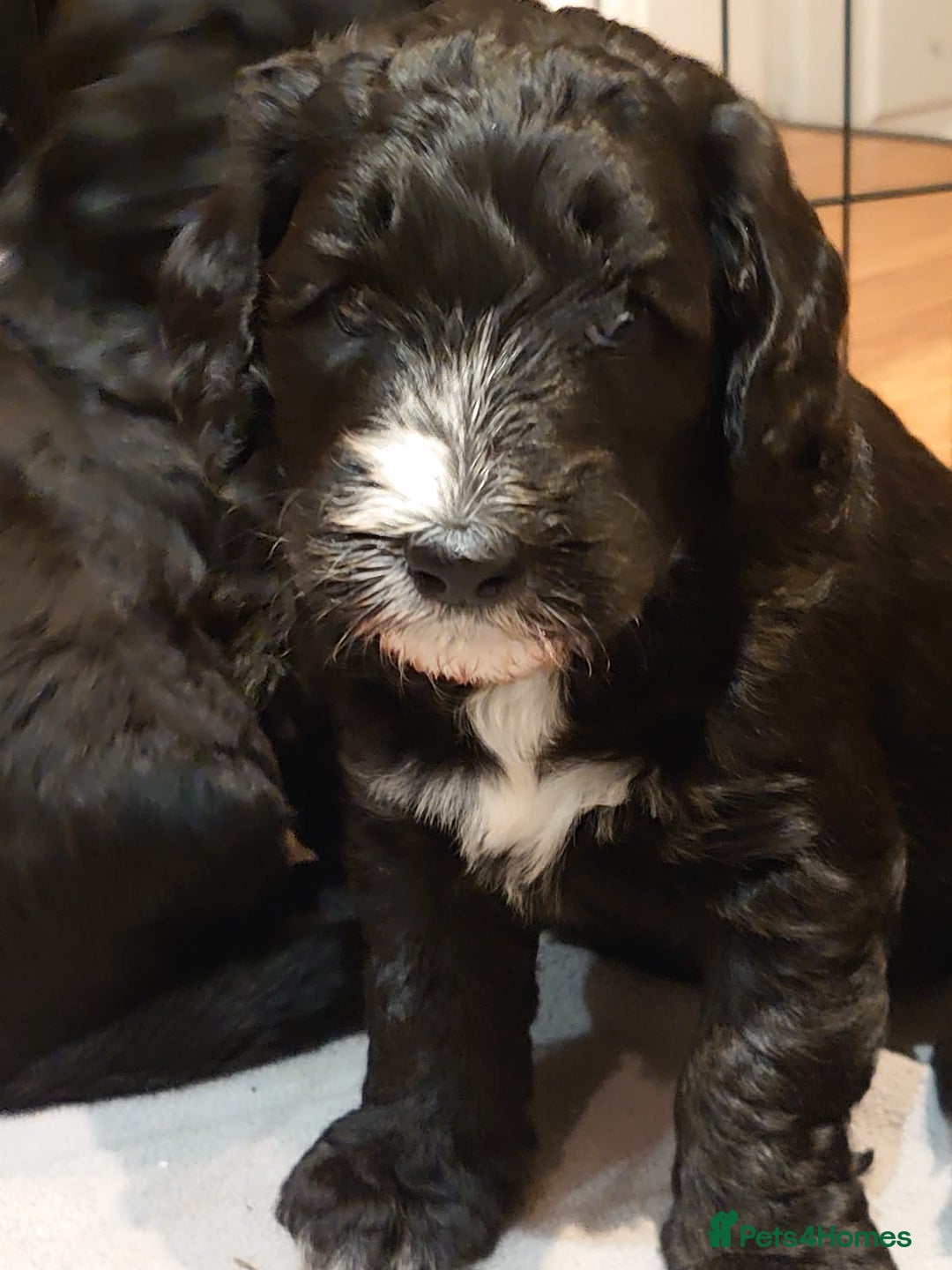 Sheepadoodle dogs for sale: F1 sheepadoodle girls - Image 6