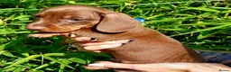 Miniature Dachshund dogs for sale: OUtSTANDING KC REGISTERED MINATURE DACHUNDS - Advert 6