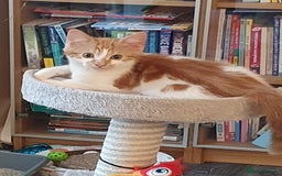 Ragcoon cats for sale: Two Boys - Advert 6