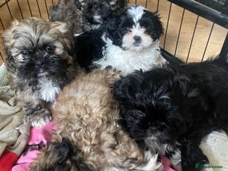 Shih Tzu dogs pure breed shih tzu puppies - Advert 10