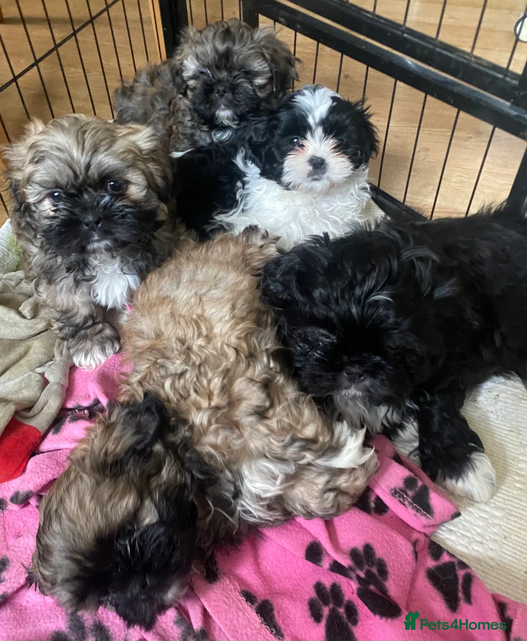 Shih Tzu dogs for sale: pure breed shih tzu puppy , only 1 left - Advert 1