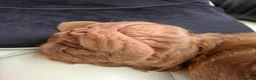 French Bulldog dogs for sale: Chewbacca - Advert 3