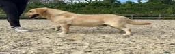 Labrador Retriever dogs for sale: 3 labs needing a new home - Advert 3