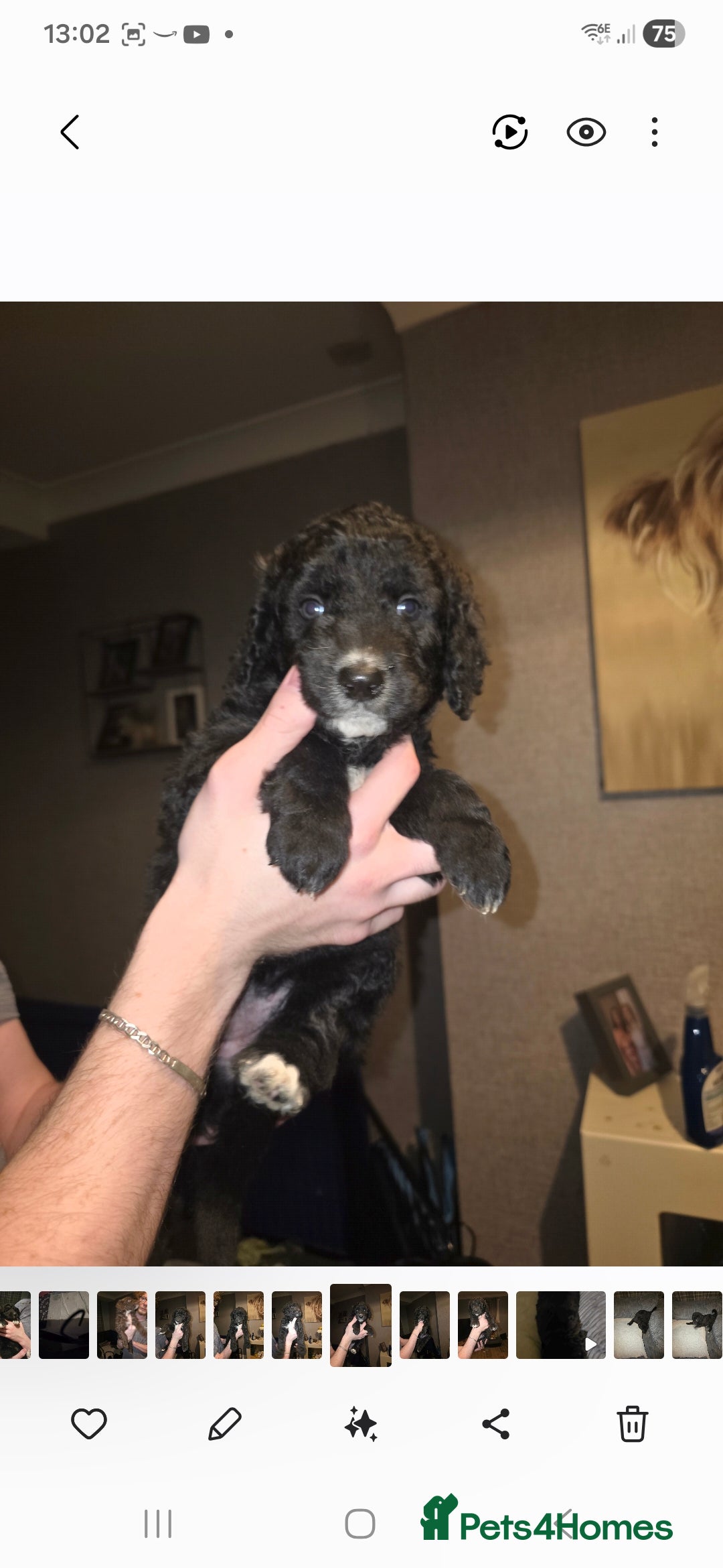 Mixed Breed dogs for sale: Standard poodle x  - Advert 4