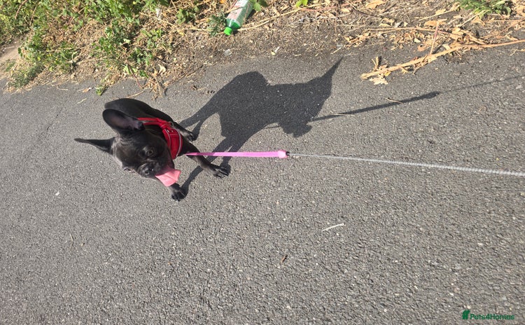 French Bulldog dogs - Advert 10