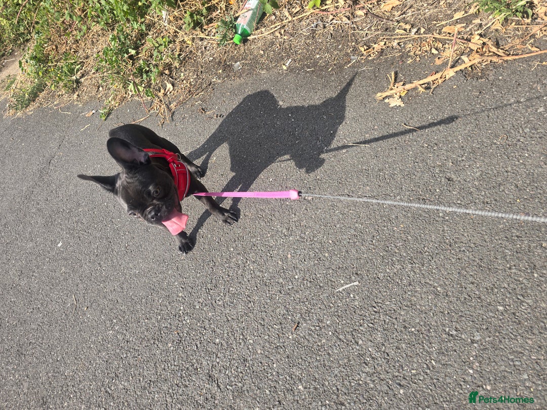 French Bulldog dogs for sale: Luna french bulldog 💖 - Image 1
