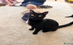 Mixed Breed cats for sale: 1 male, 1 female kittens  - Image 2