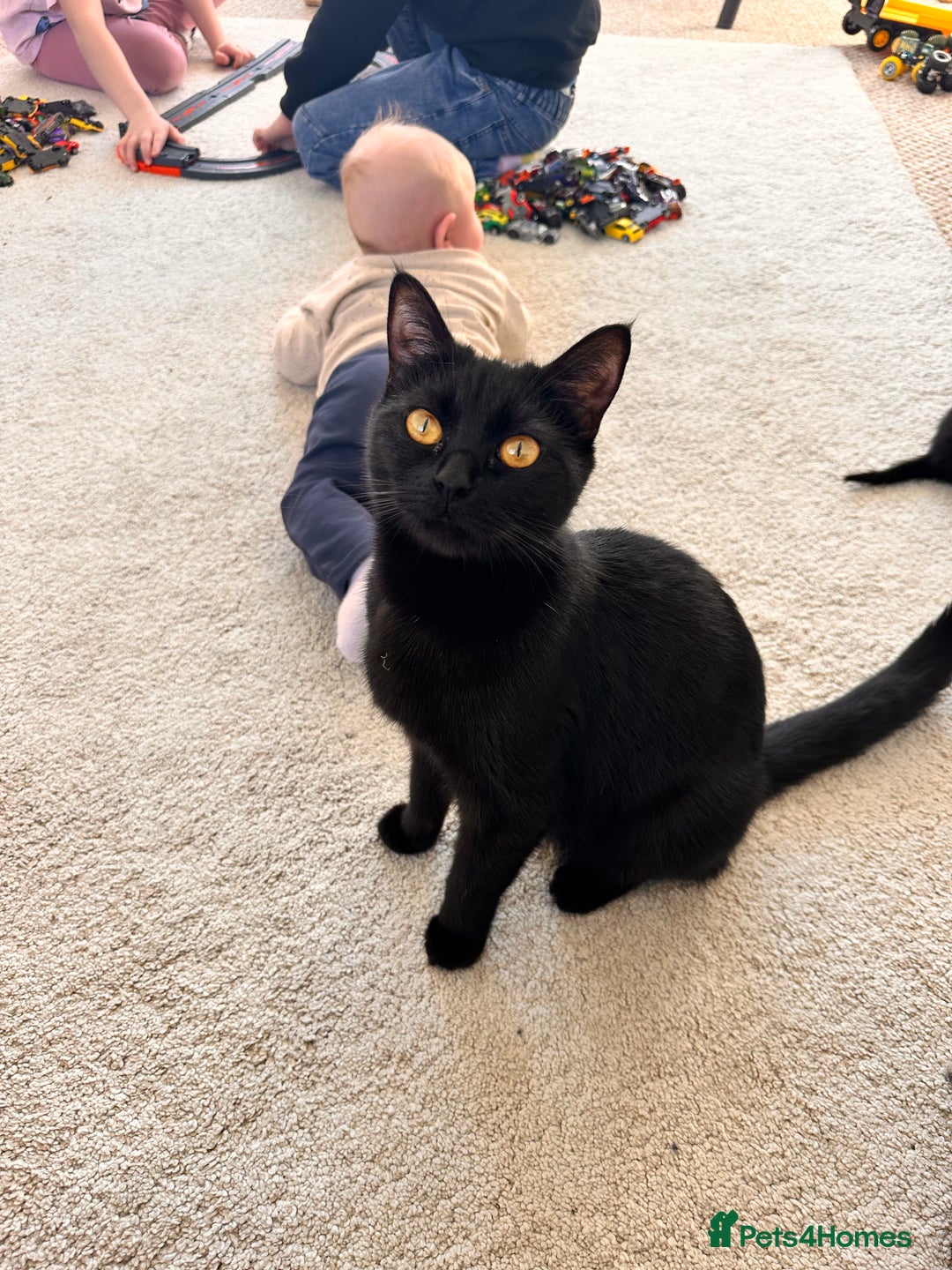 Mixed Breed cats for sale: 1 male, 1 female kittens  - Image 2