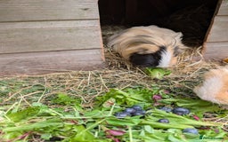 Guinea Pig rodents for sale: Guinea pigs - Image 3
