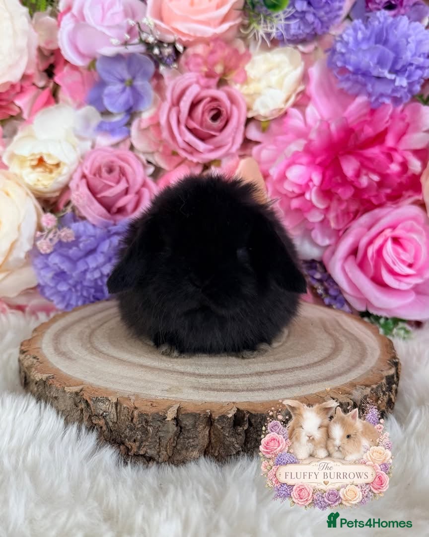 Mini Lop rabbits 🌸 VACCINATED MINI LOPS 🌸 xxx - Advert 5