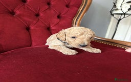 Goldendoodle dogs for sale: Golden Doodle litter  - Image 7