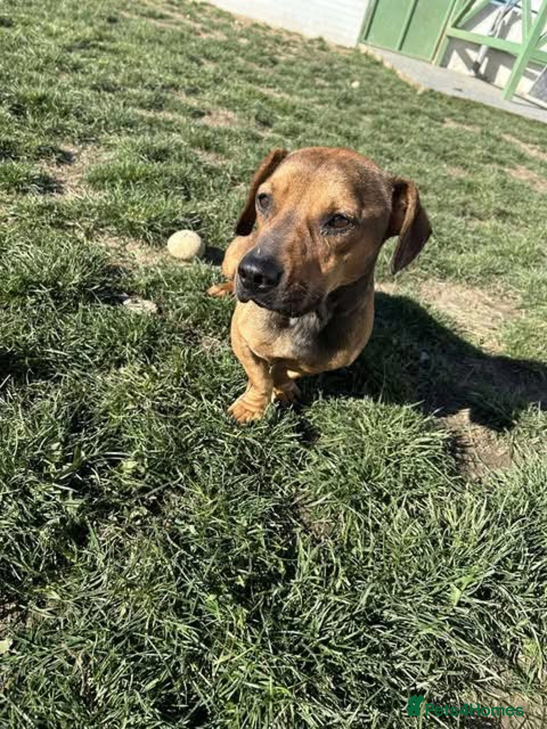 Mixed Breed dogs for adoption: Rescue boy Noodle is looking for his forever home - Advert 21