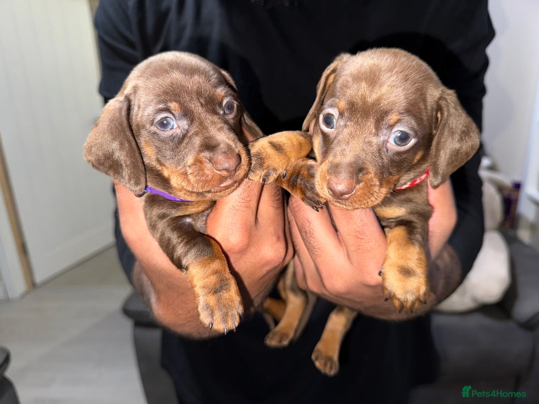 Miniature Dachshund dogs for sale: ‼️‼️Miniature Dachshund Puppies ‼️‼️ - Advert 6