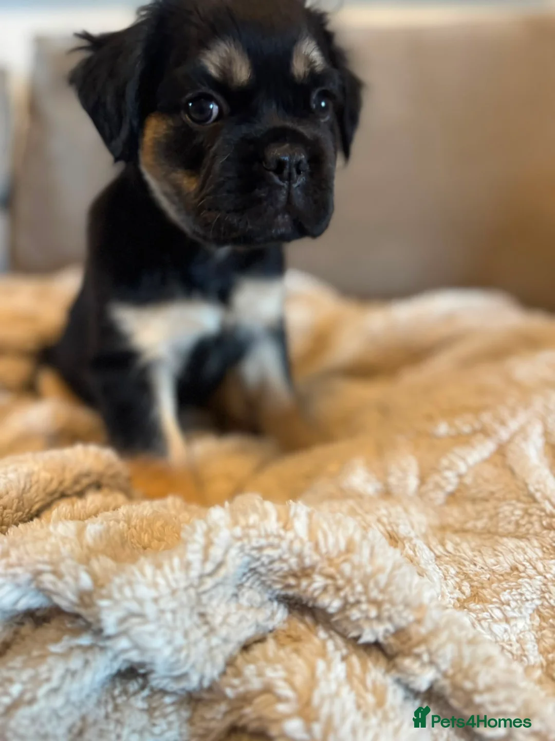 French Bulldog dogs for sale: Fluffy French bulldogs - Advert 36