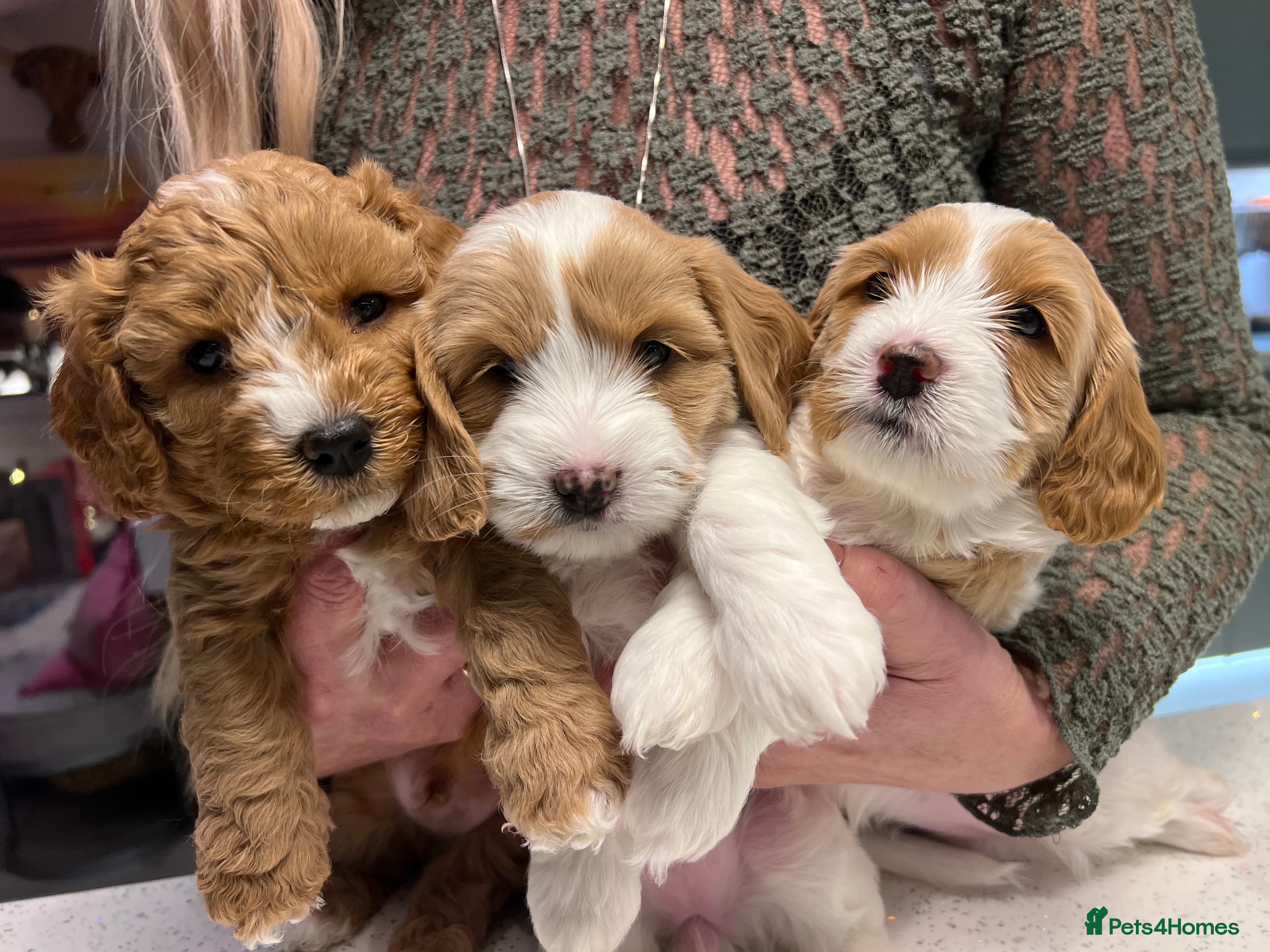 Mixed Breed dogs Cavapooshion pups  - Advert 7