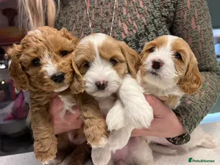 Mixed Breed dogs Cavapooshion pups - Advert 7