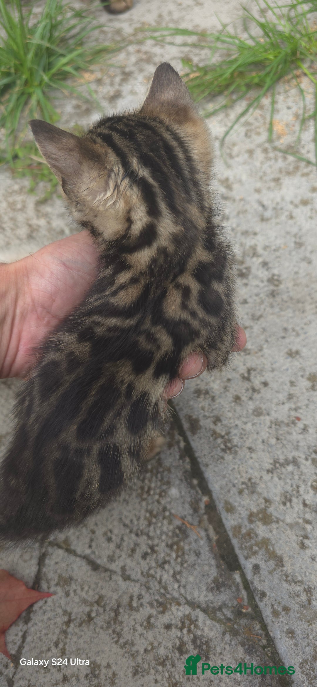 Bengal cats for sale: 5 females 1 male snow bengal kittens  - Image 5
