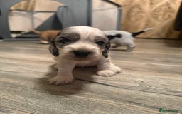 Cocker Spaniel dogs for sale: F1 , 3 pups left  - Image 6