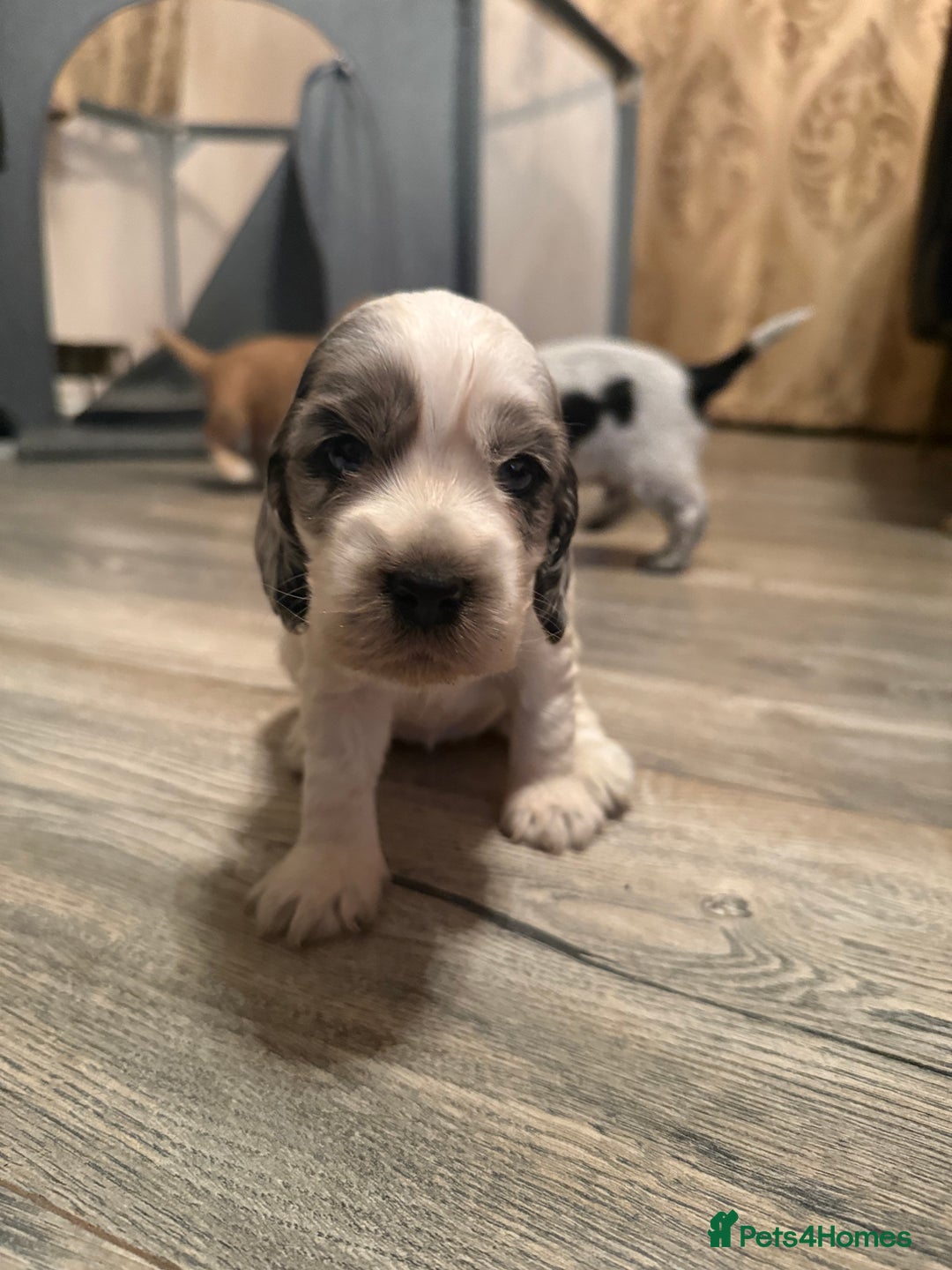 Cocker Spaniel dogs for sale: F1 , 3 pups left  - Image 6