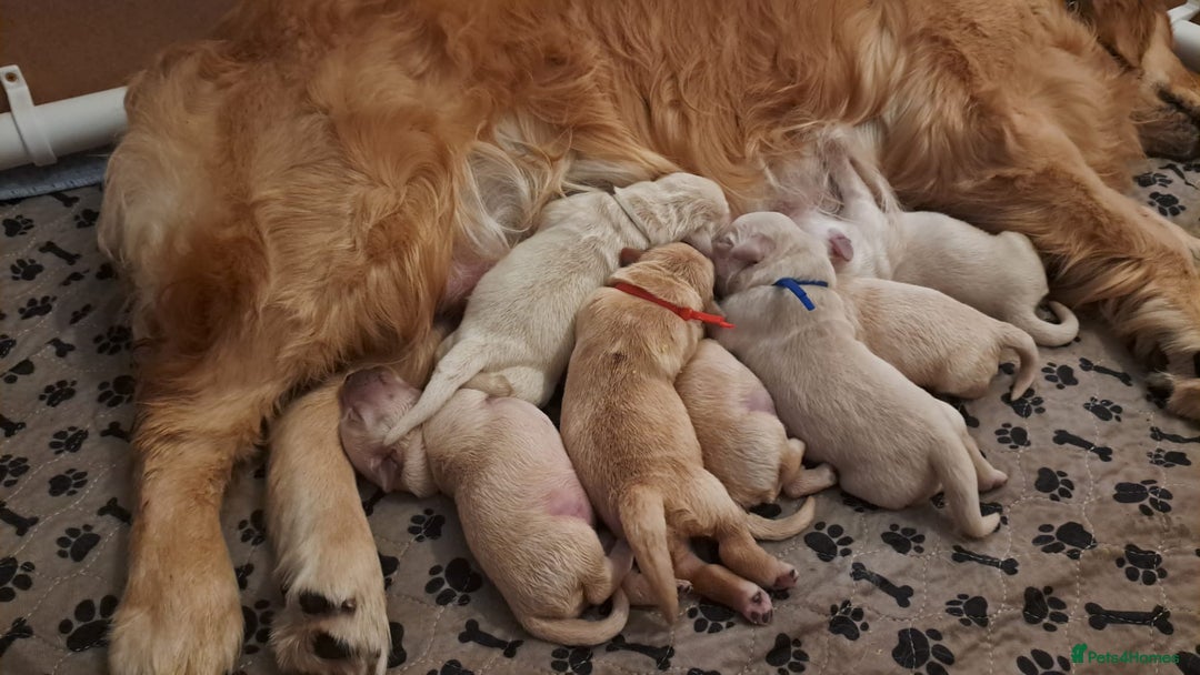 Golden Retriever dogs for sale: European bloodline GR puppies  - Advert 15