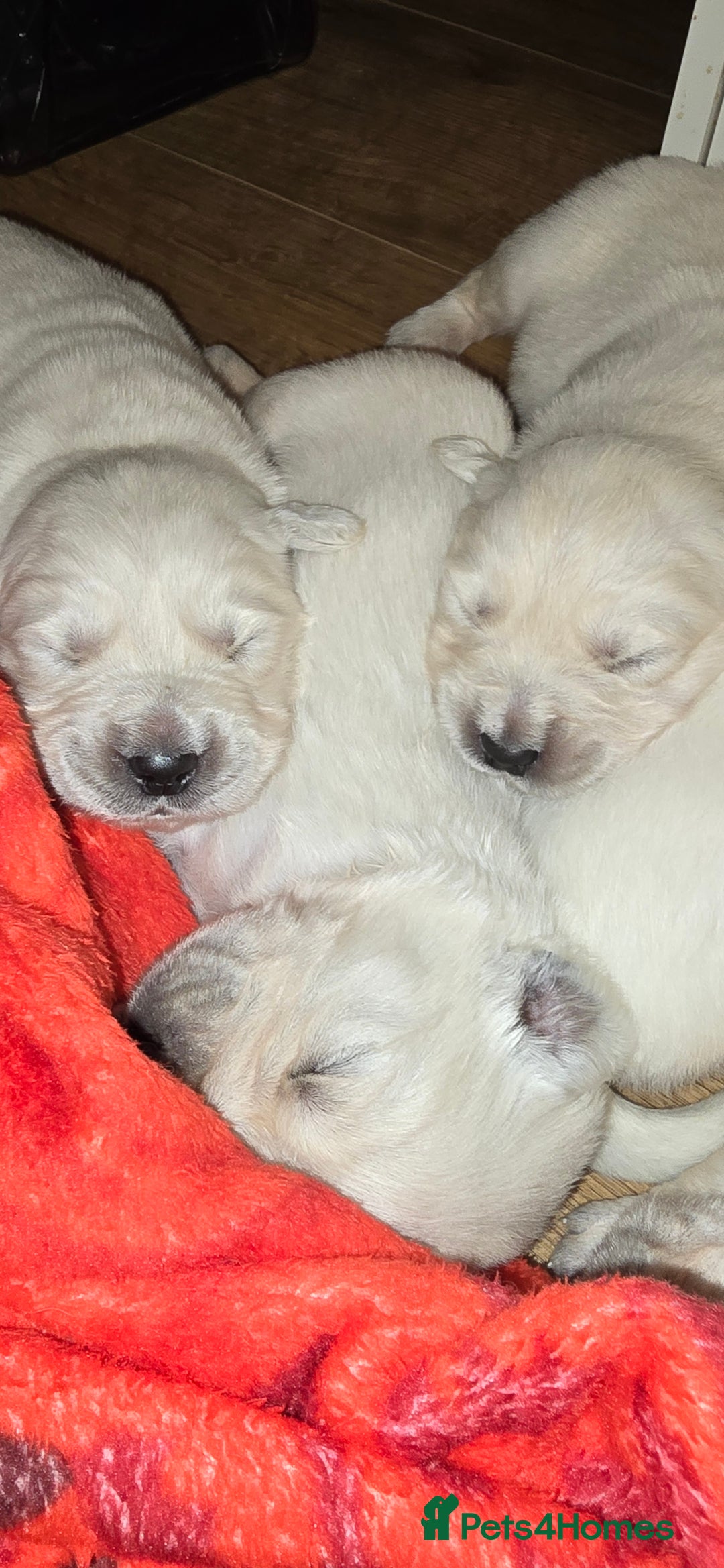 Golden Retriever dogs for sale: Adorable white Golden Retriever - Advert 1