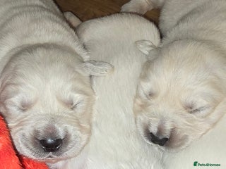 Golden Retriever dogs Adorable white Golden Retriever - Advert 1