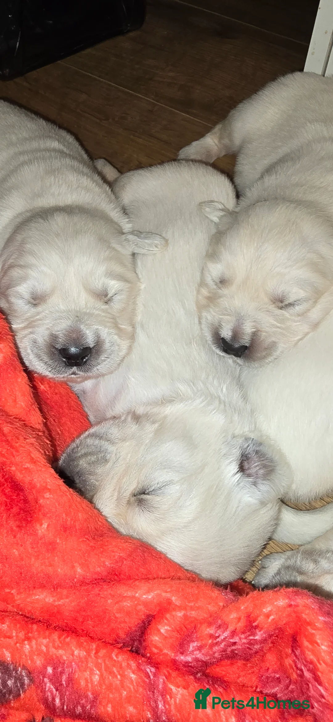 Golden Retriever dogs for sale: Adorable white Golden Retriever - Advert 2