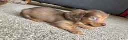 Miniature Dachshund dogs for sale: Chocolate&Cream Champion Long hair mini dachshund  - Advert 15