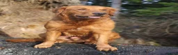 Golden Retriever dogs for stud: Beautiful USA imported Golden retriever for stud - Advert 2