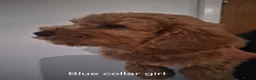 Cockapoo dogs for sale: Cockapoo pups - Advert 9