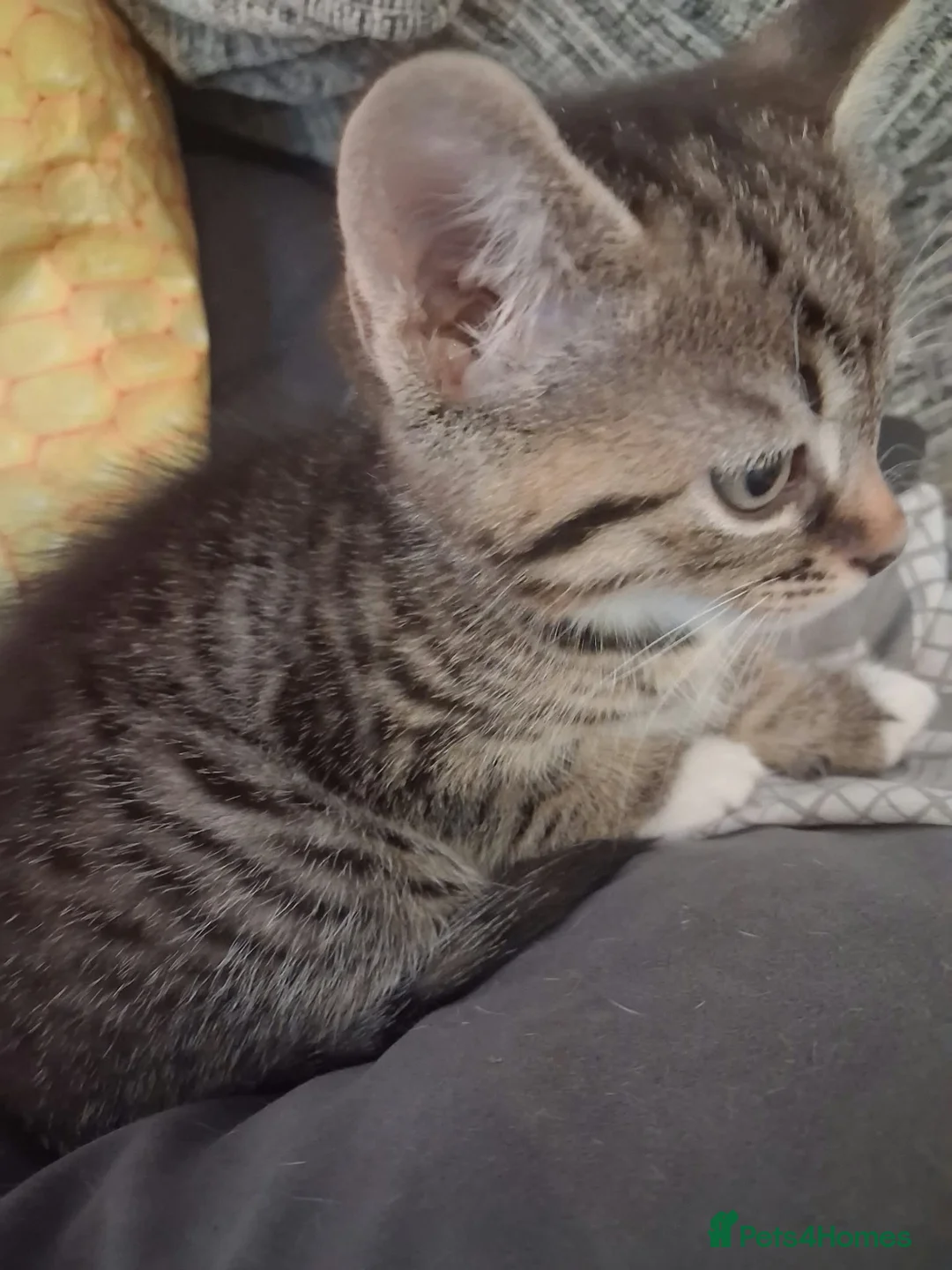 Mixed Breed cats for sale: 1 female kitten  - Advert 2