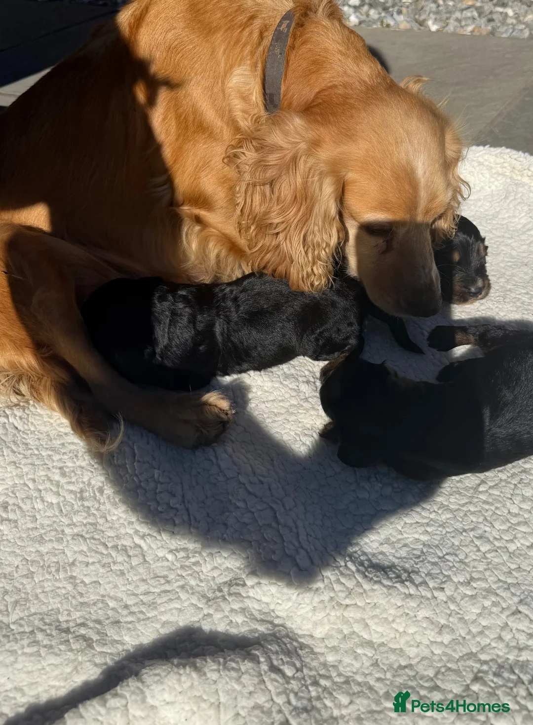 Cocker Spaniel dogs for sale: Cocker Spaniel Puppies  in Ashford - Advert 1