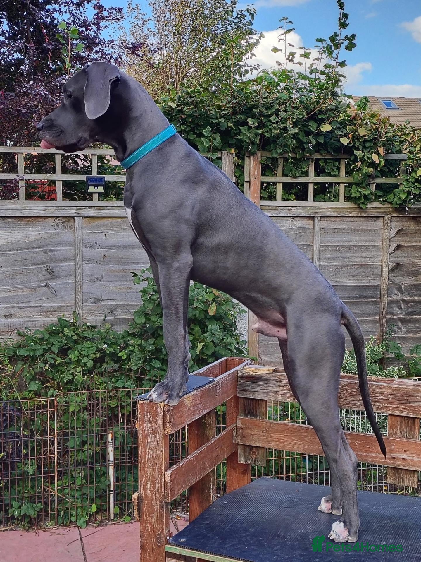 Great Dane dogs Male Great Dane for Adoption - Advert 6