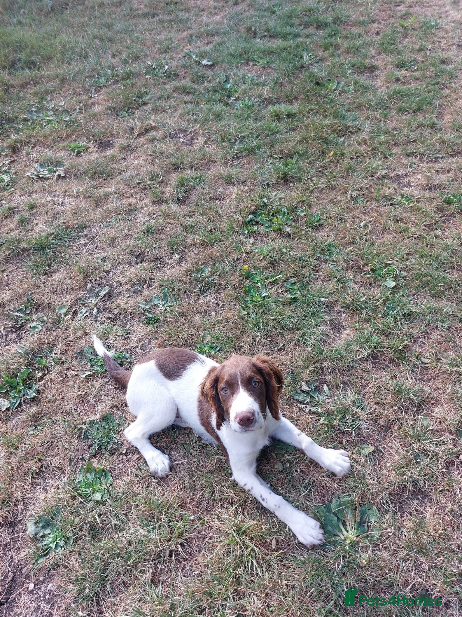 English Springer Spaniel dogs Basic training + fully health tested springer boy  - Advert 2