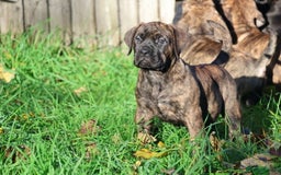 Presa Canario dogs for sale: Presa canario puppies (recognised breeder) - Image 28