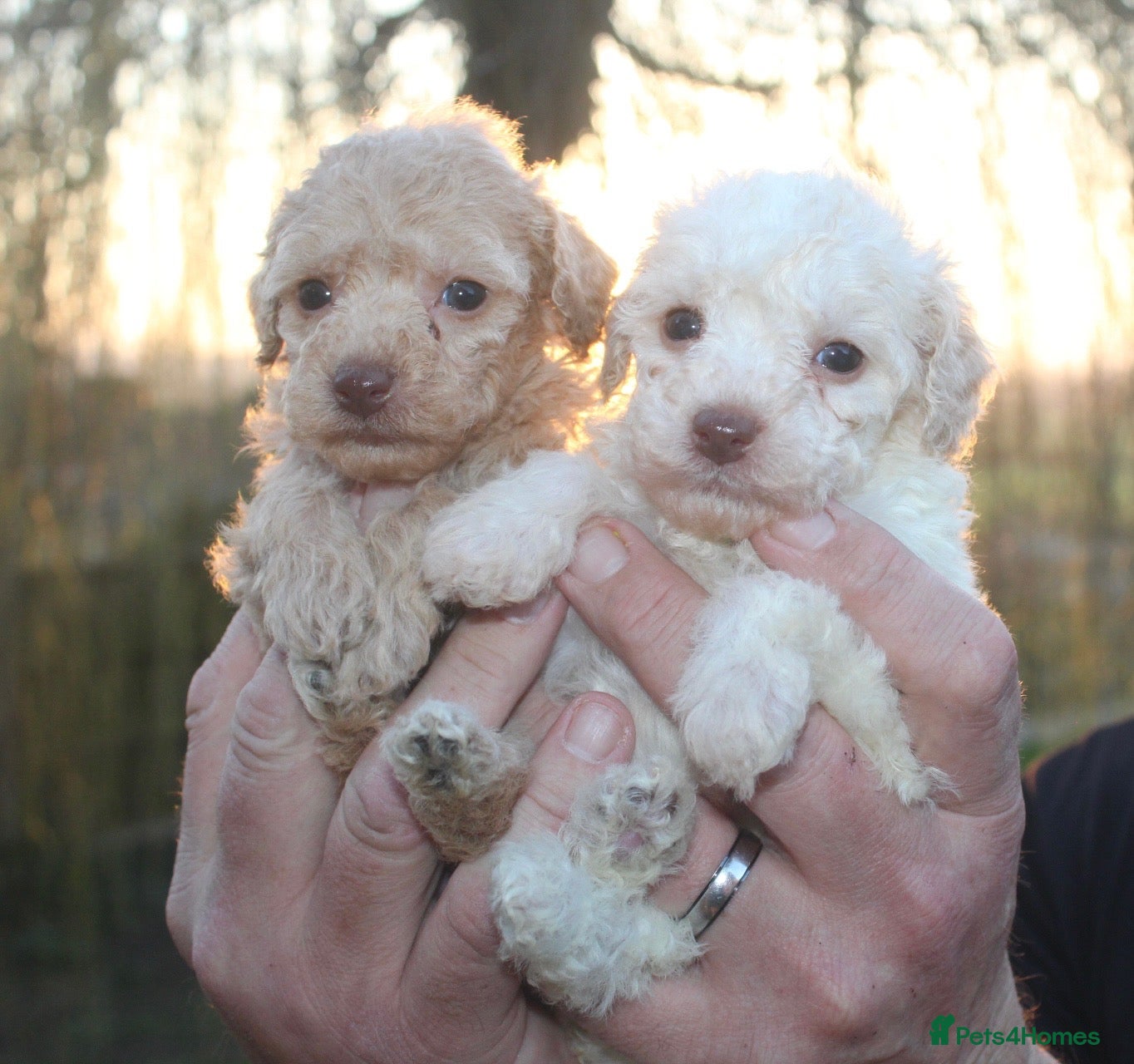 Cockapoo dogs Child friendly cockapoo puppies ready March - Advert 10