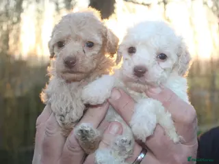 Cockapoo dogs Child friendly cockapoo puppies ready March - Advert 10