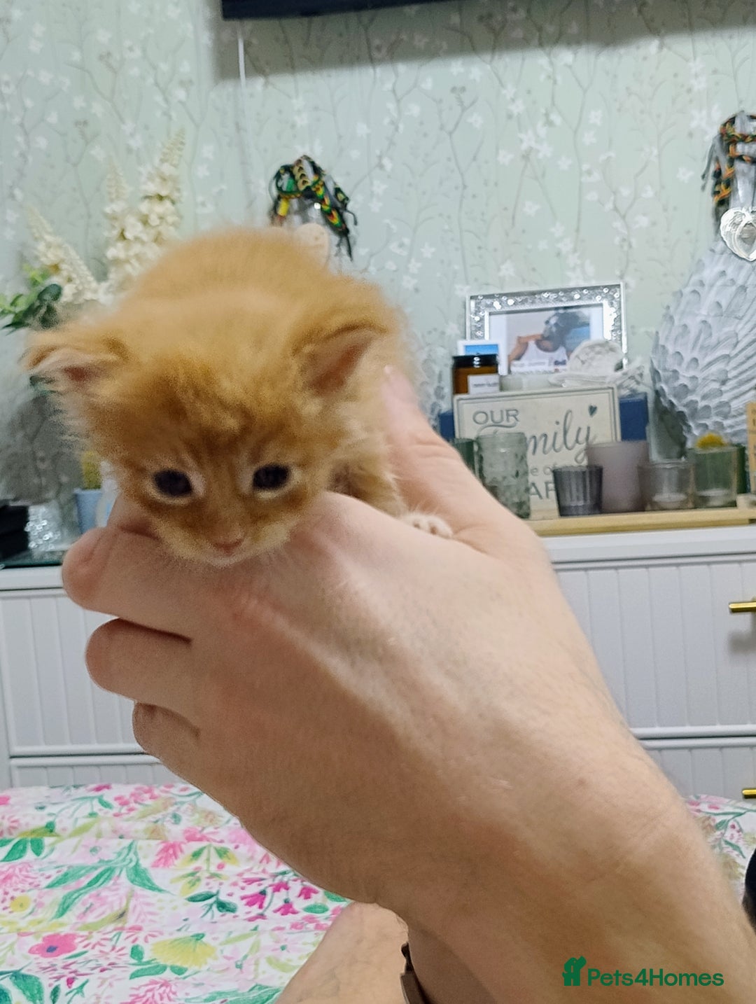 Maine Coon cats for sale: 5 beautiful full Maine Coon kittens for sale - Advert 5