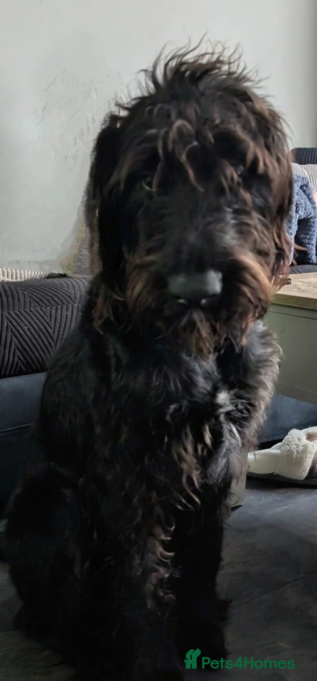 Labradoodle dogs for sale: 🐾 Labradoodle Puppies Expected Mid-January 🐾 - Advert 1