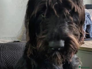 Labradoodle dogs 🐾 Labradoodle Puppies Expected Mid-January 🐾 - Advert 9