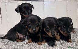 Lancashire Heeler dogs for sale: Lancashire Heelers - Image 1