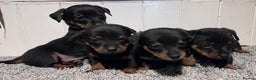 Lancashire Heeler dogs for sale: KC Reg Lancashire Heelers - Advert 5