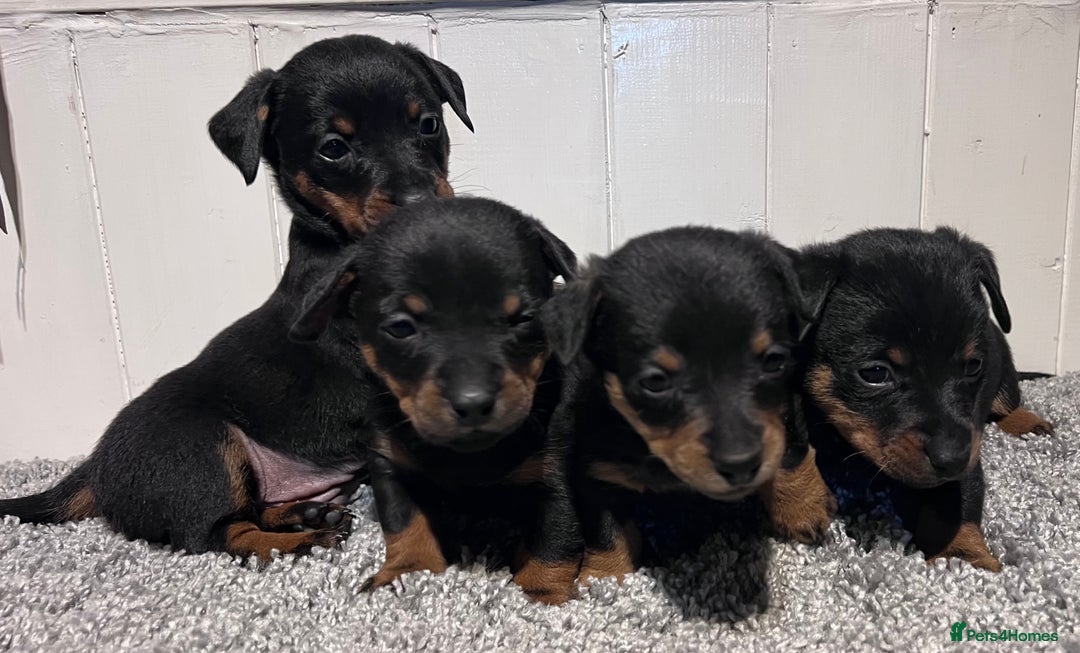Lancashire Heeler dogs for sale: Lancashire Heelers - Image 1