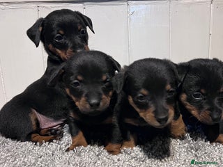 Lancashire Heeler dogs - Advert 2