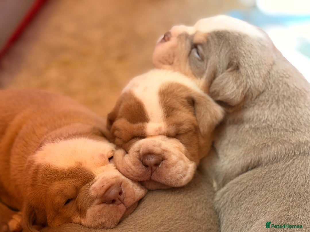 Olde English Bulldogge dogs for sale: Olde English Bulldog Puppies - Family Raised  - Advert 29