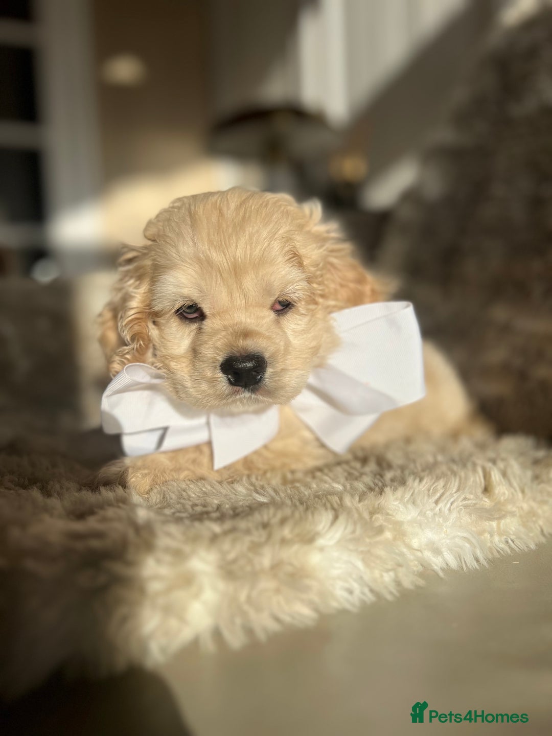 American Cocker Spaniel dogs for sale: American cocker  - Advert 2